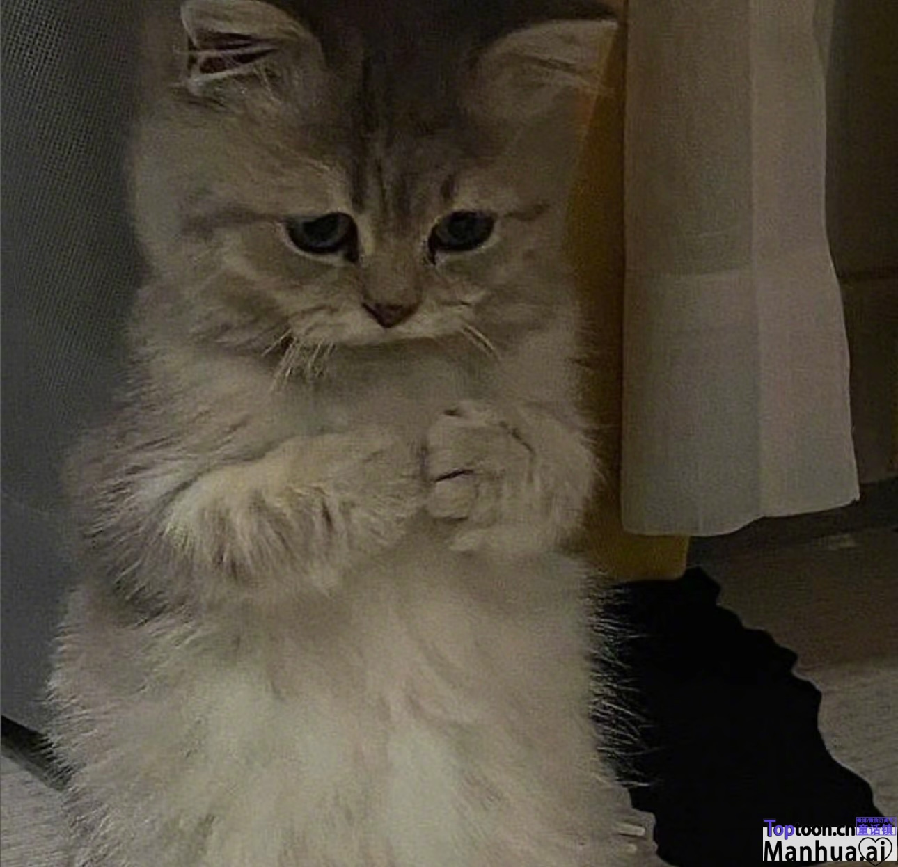 小猫心事图集