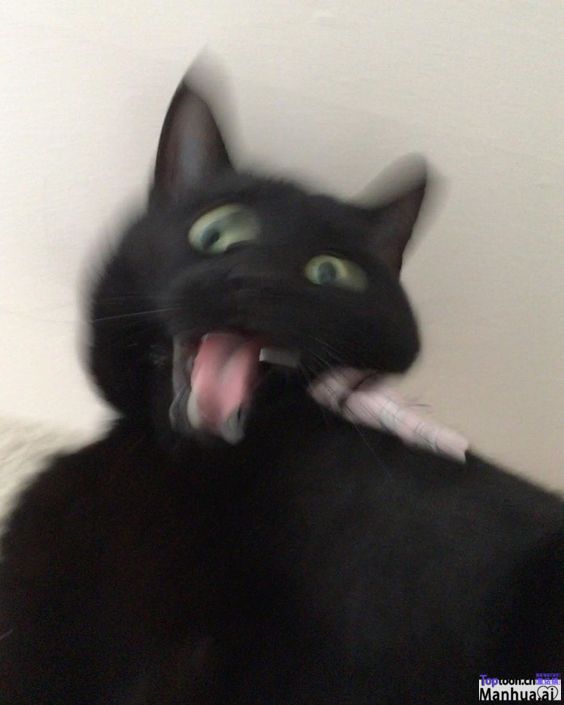 BlackCat猫咪小黑的抽象图集