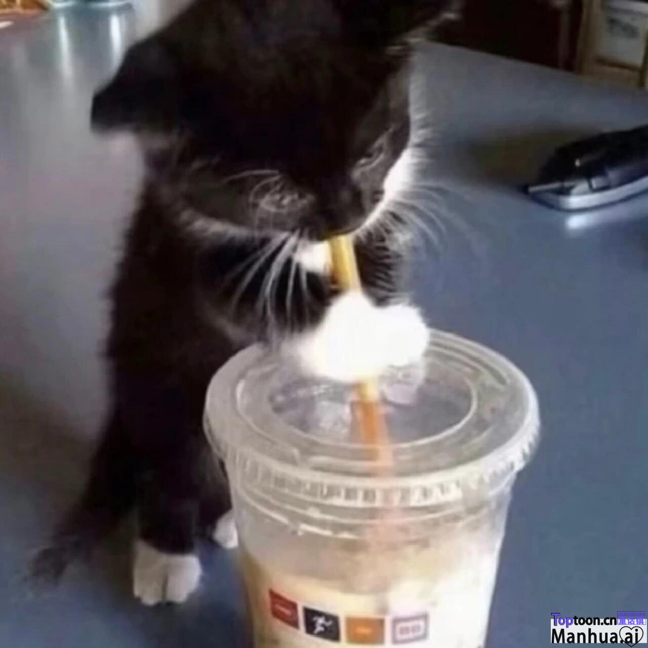 奶牛猫